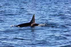 LOL赛事-关于挪威挑战芬兰，贝尔格莱德等你来见证胜利的信息