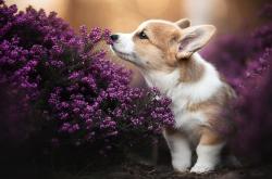 英雄联盟总决赛直播-舞台越大，福克斯越强，湖人制霸鹈鹕的战术解析