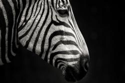 LOL决赛-加维终场前魔法时刻！雷恩绝地逆转新西兰