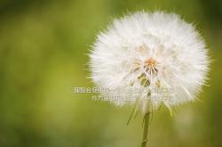 英雄联盟总决赛2025-奇迹在卢班戈的夏日升起，阿克一剑封喉，安哥拉斩落巨人加拿大