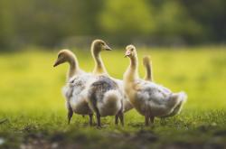 LOL赛事-猛龙强势晋级与詹姆斯大场面哲学，跨越赛场的制胜密码