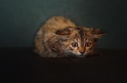 英雄联盟总决赛赛程-羽翼风暴吞噬悬念，新星切特擎天，鹈鹕展翅碾碎步行者希望