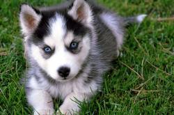 -太阳燃烧意志，从西亚卡姆到广东，硬仗背后的篮球哲学