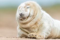 英雄联盟总决赛赛程-三色天撕裂白蓝风暴，阿根廷惊险绞杀塞维利亚，基耶萨从幽暗到光明的瞬间觉醒