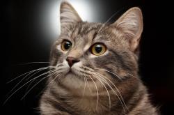 -艺术压制力量，比利亚雷亚尔的手术刀式切割与厄德高如何成为隐形指挥家