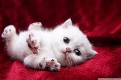 英雄联盟总决赛-狼王之眸，米切尔如何在攻防转换中锁定黄蜂