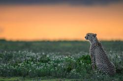 LOL赛事-卡塞米罗之夜，从圣保罗到加拉加斯的抢七传奇