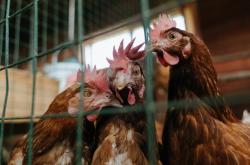 英雄联盟总决赛直播-沙漠风暴逆转潘帕斯雄鹰，2026世界杯揭幕战，阿联酋压制阿根廷，内马尔绝命带队翻盘