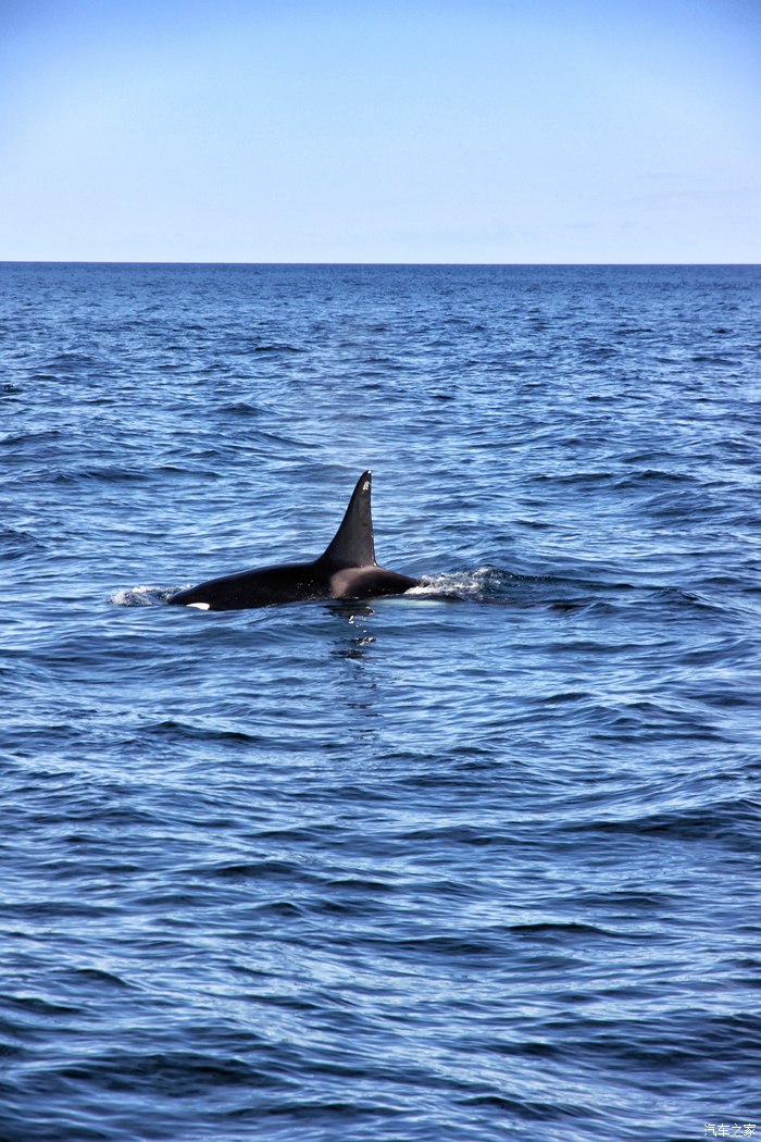 关于挪威挑战芬兰,贝尔格莱德等你来见证胜利的信息 关于挪威挑战芬兰,贝尔格莱德等你来见证胜利的信息