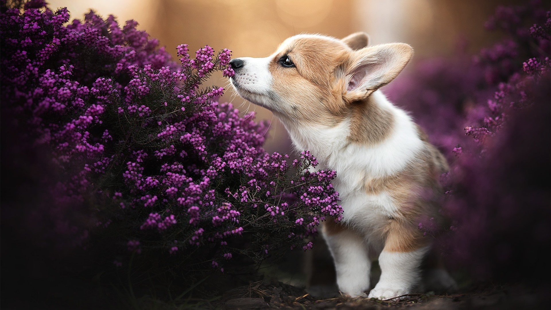 舞台越大，福克斯越强，湖人制霸鹈鹕的战术解析
