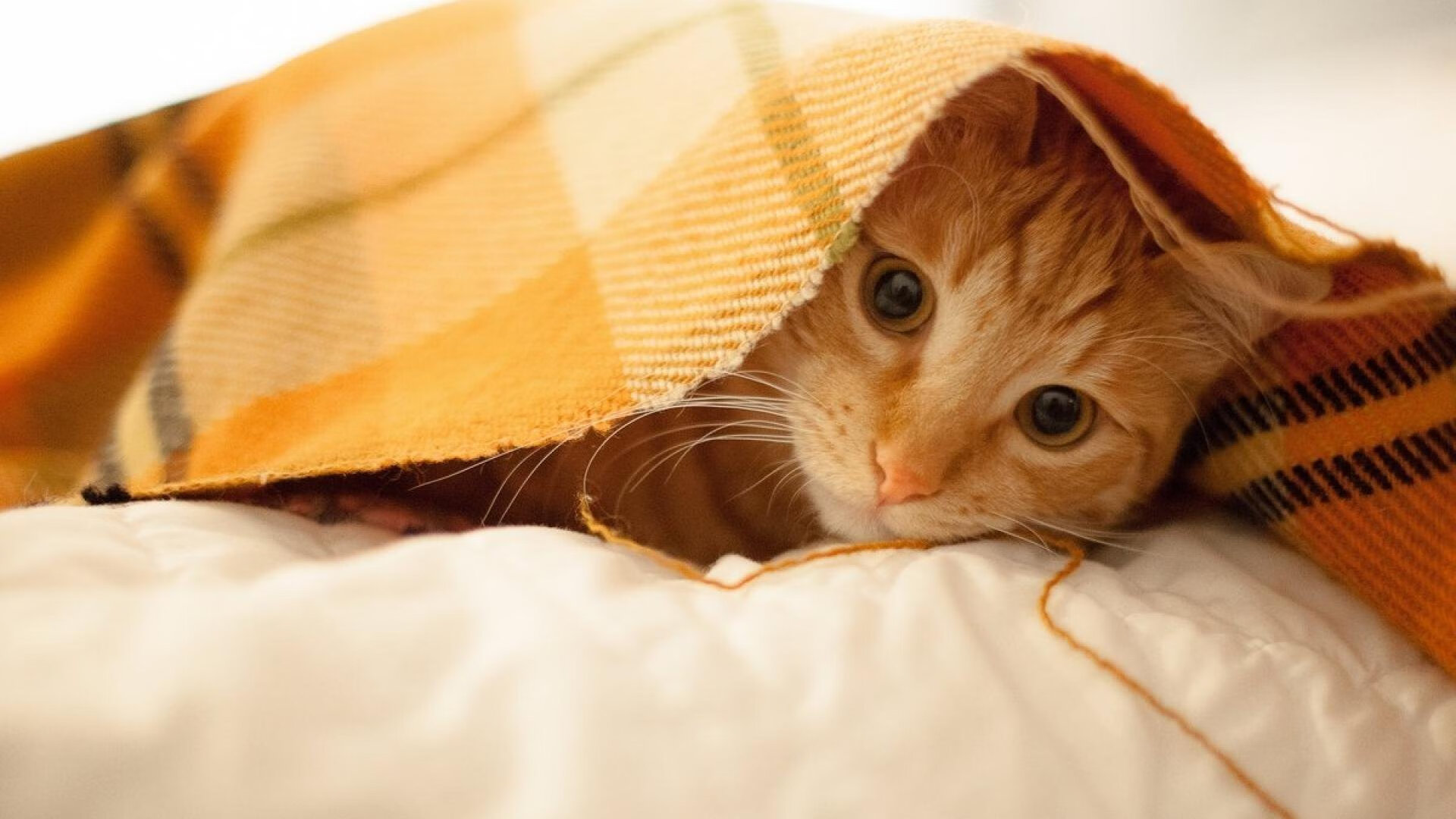 冷血与狂热,马克西一剑封喉,猛龙加时险胜雷霆