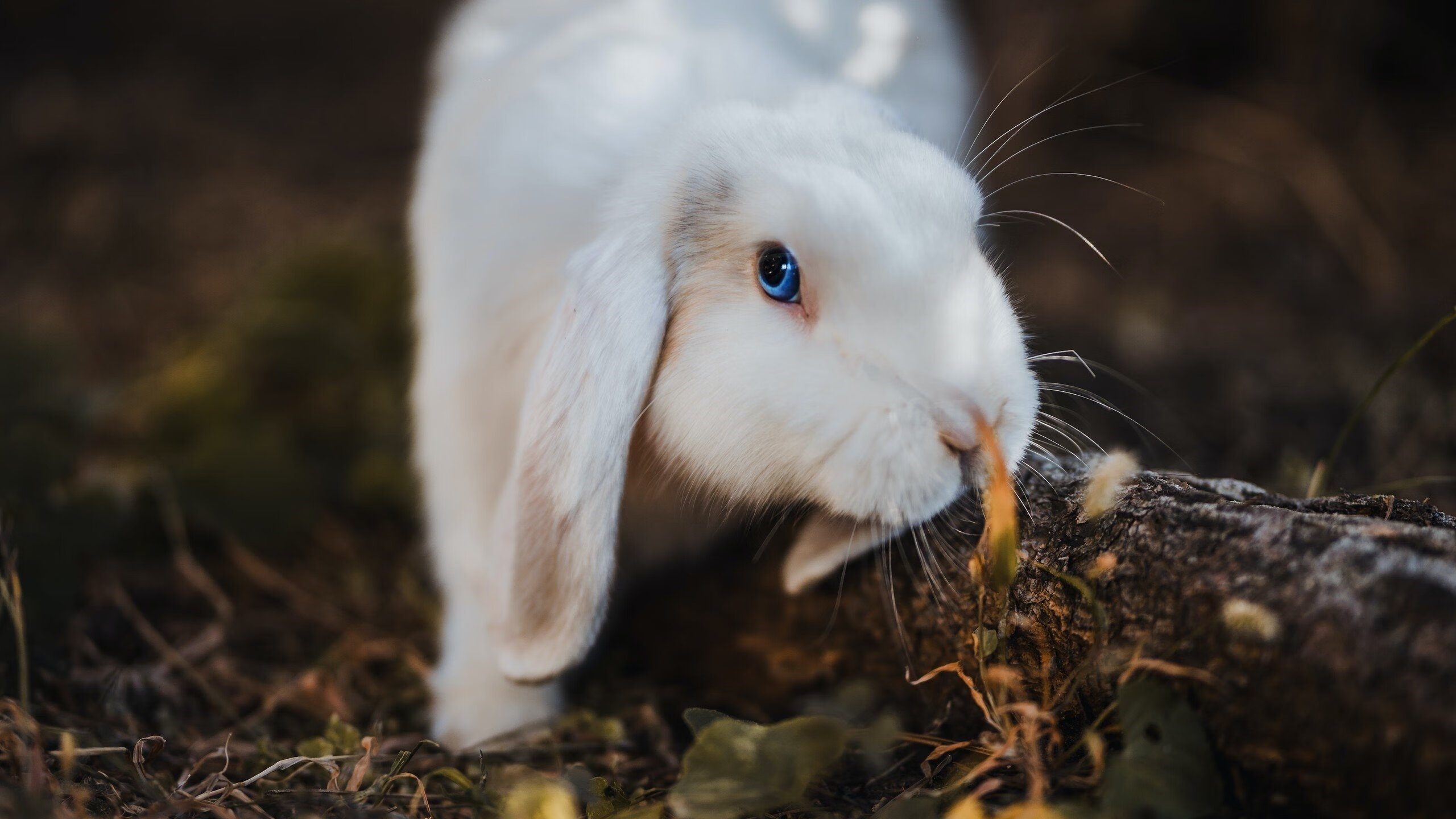 逆境雄鹿的防守绞索，米德尔顿独舞锁住步行者狂飙