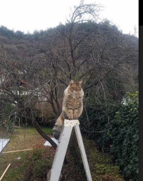 中日英绿茵暗战，富安健洋一球定音，三狮军团梦碎预选赛