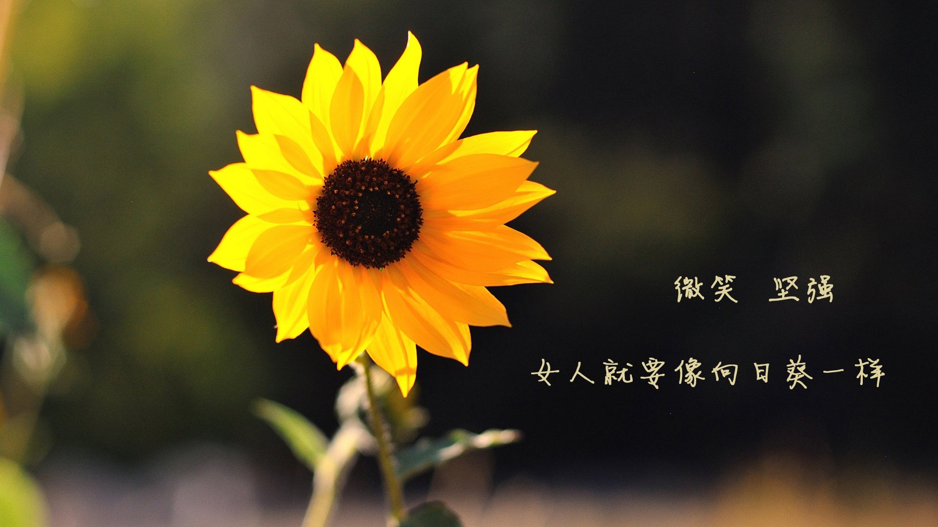 北境之怒撼动高原堡垒，猛龙铁血绞杀掘金，戈贝尔25篮板的孤独丰碑