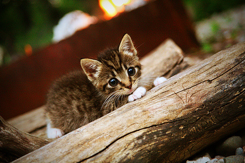 当东方铁壁撕裂圣安东尼奥防线—西亚卡姆加冕关键先生，深圳谱写逆袭史诗