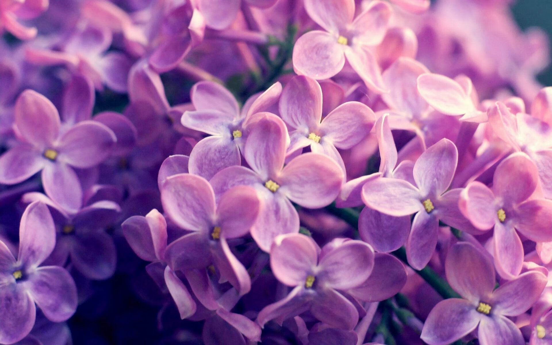 唯一的对决,那个夜晚有两个月亮,一个在天上,一个在草皮上