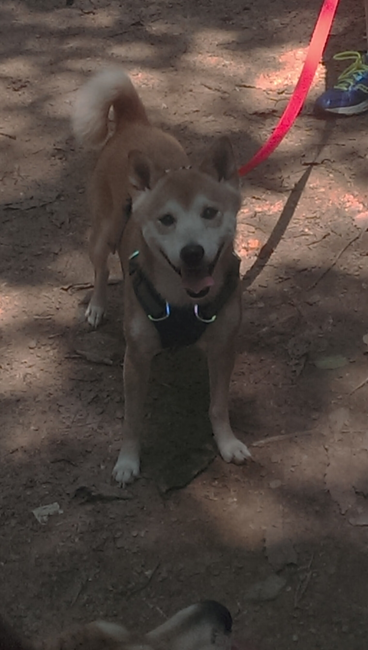 误读的魔咒，当轻取掩盖了贝蒂斯的荆棘之路，萨内如何成为不完美的关键先生？