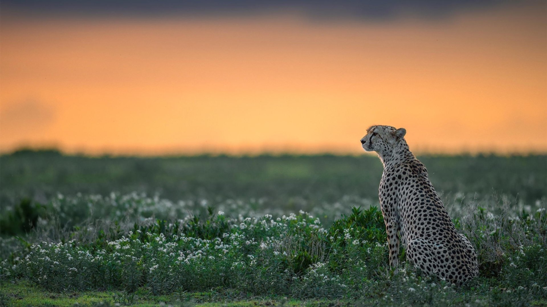 卡塞米罗之夜，从圣保罗到加拉加斯的抢七传奇
