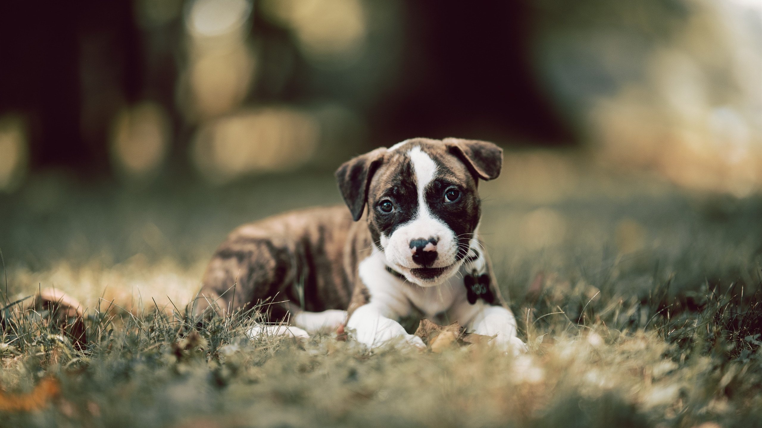 德比日不只有足球,从伯纳乌到默里菲尔德,体育精神的平行史诗