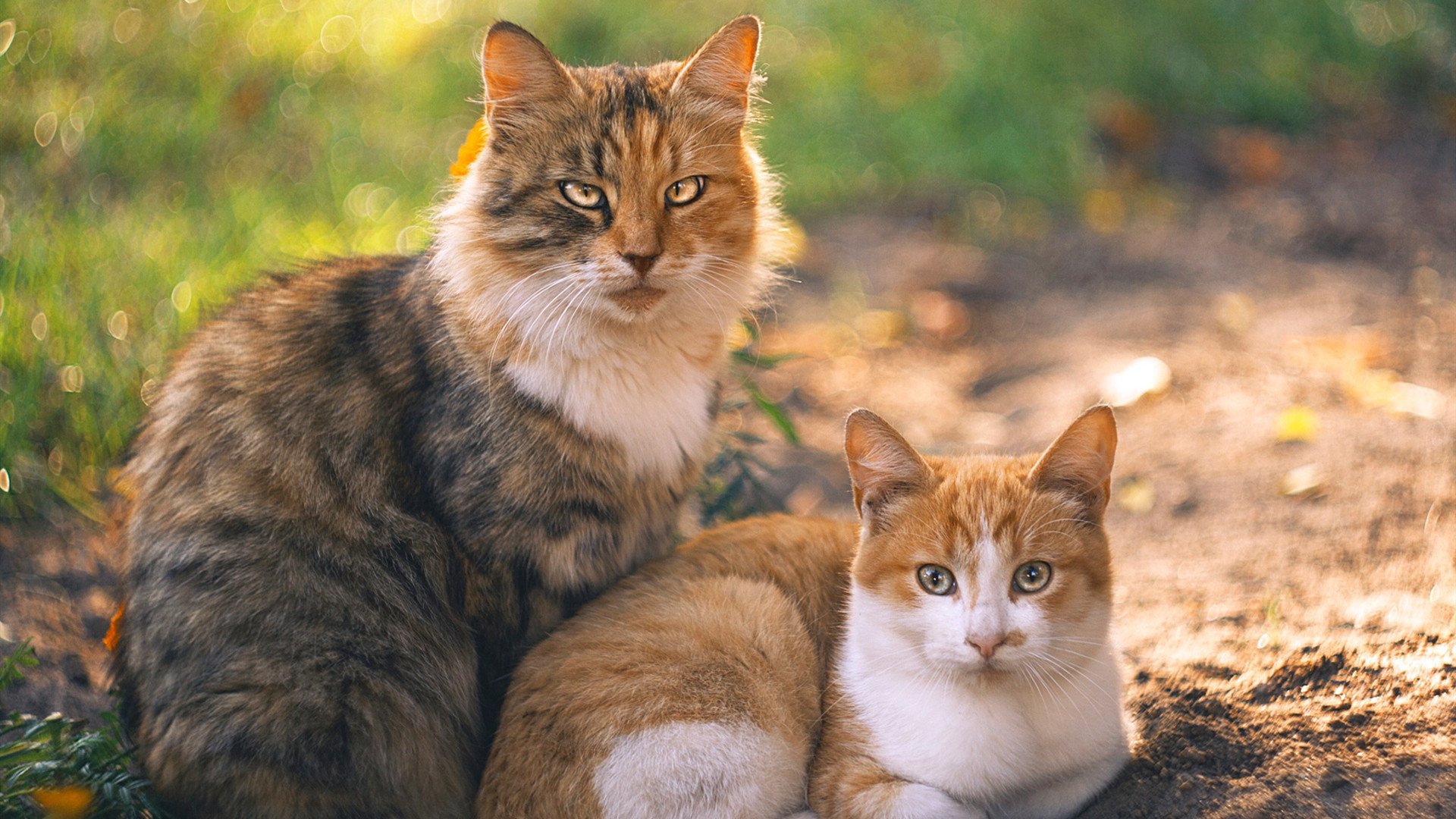 冰火交响曲，欧文独舞撕裂防线，掘金熔炉炼出争冠真金