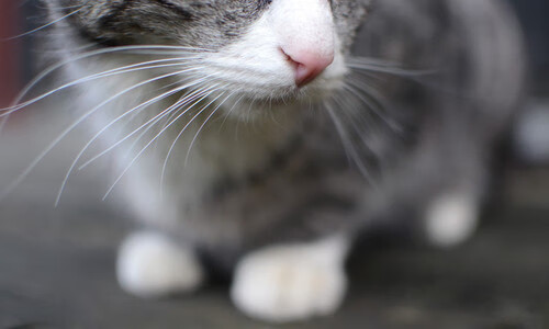 当巴林赛道点燃夜空，F1的速度交响与布克的得分风暴