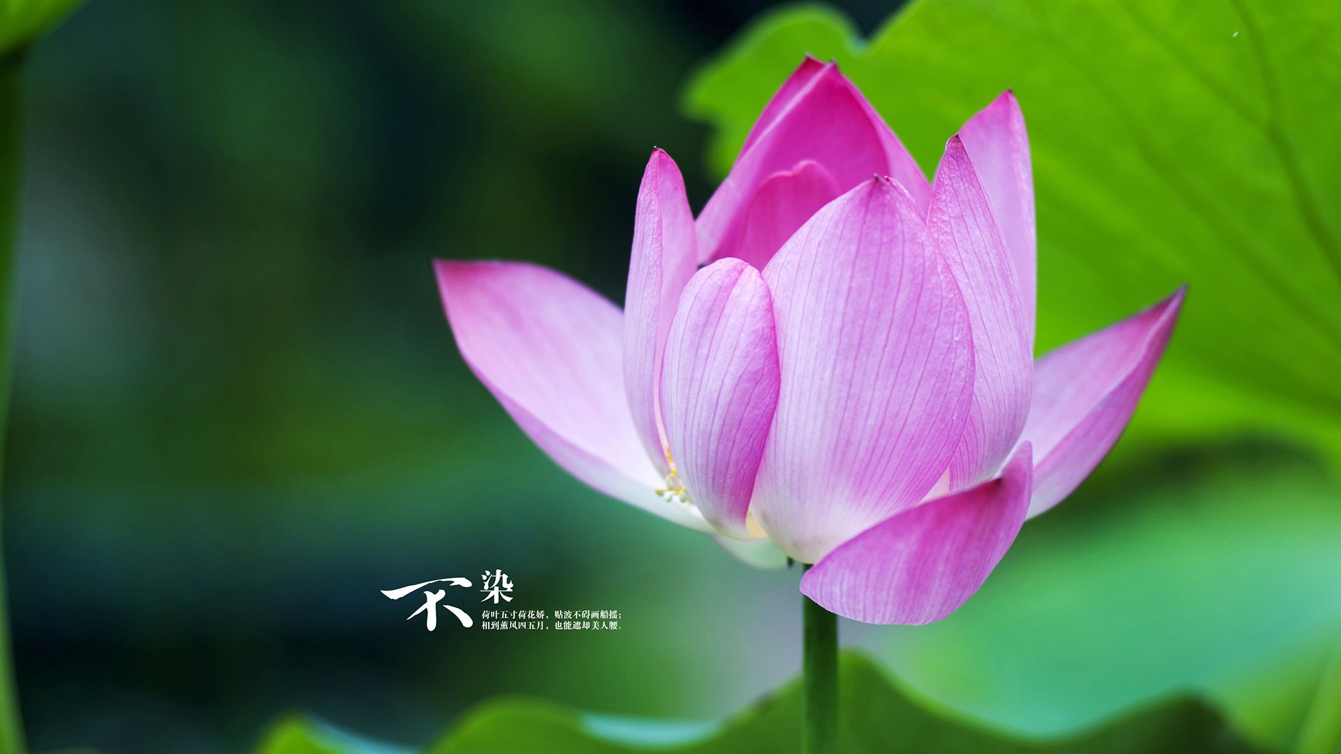 利刃出鞘!欧文打出统治级数据,魔术窒息的最后一分钟带走奇才