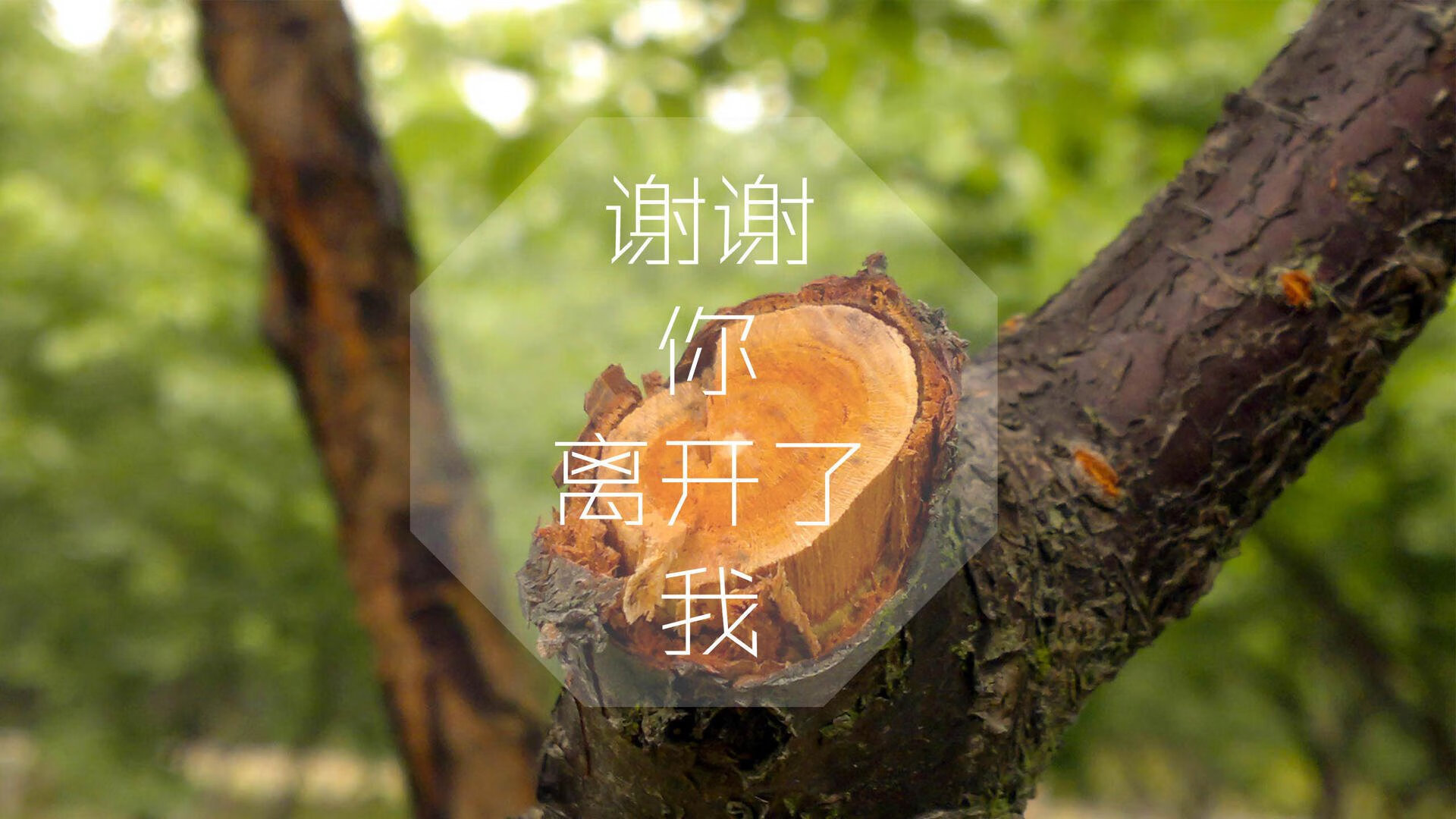 大帝空降明尼苏达，森林狼逆天改命！恩比德狂砍50+20，率队爆冷碾压上海银河战舰