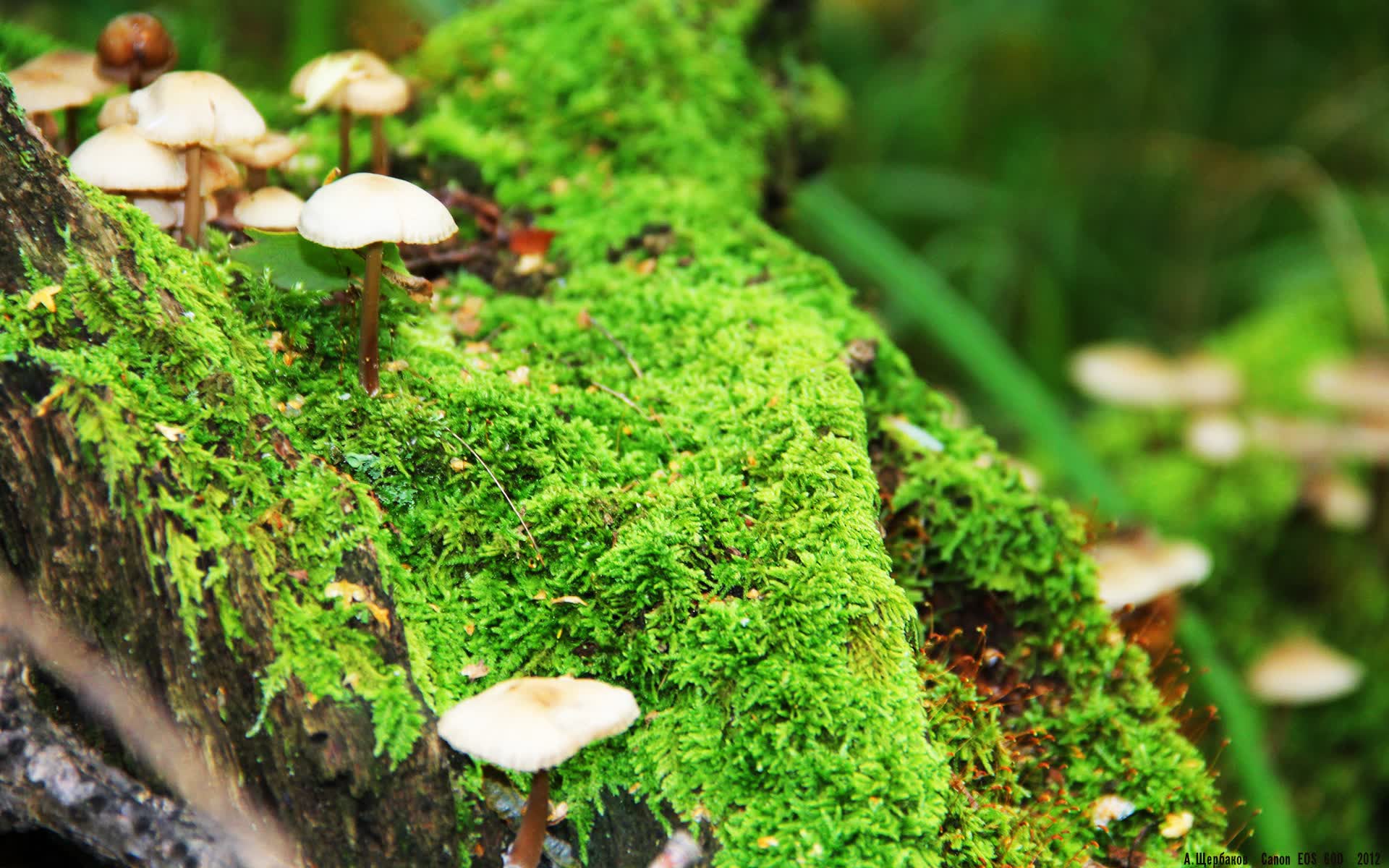 荣耀的代价,秘鲁的伪王座,梅西的逆转宣言,与世界杯上永不磨灭的唯一性
